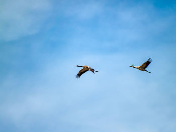 Low angle view of birds flying in sky