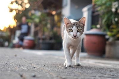 Portrait of cat on footpath