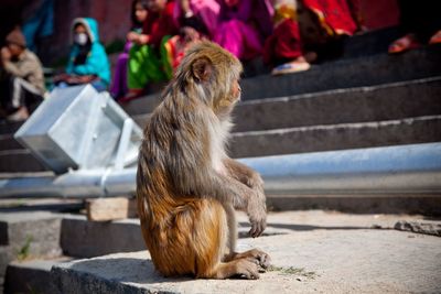 Side view of monkey sitting against people on steps