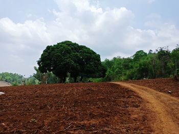 Trees growing on field against sky