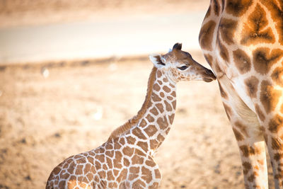 Young giraffe in forest