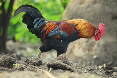 Close-up of rooster