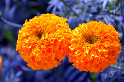 Close-up of orange marigold flower