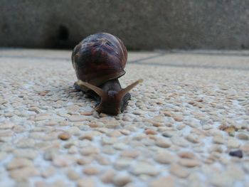 Close-up of snail on pebbles