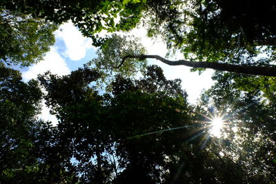 Low angle view of trees against sky