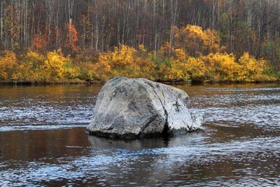 Scenic view of river in forest during autumn