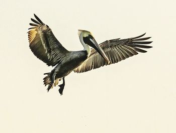 Close-up of bird flying against clear sky