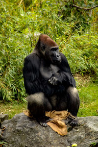 Monkey sitting on rock