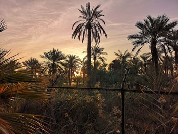 Palm trees on field against sky at sunset