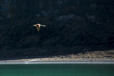 Flamingo flying over sea