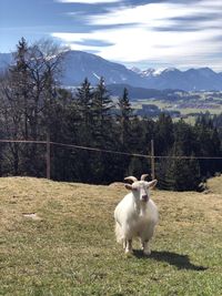 View of a sheep on field