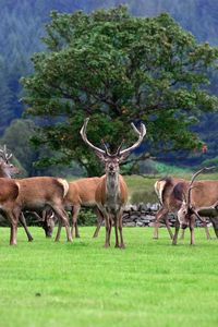 Deer standing on grassy field against trees in forest