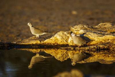 Close-up of bird perching on rock