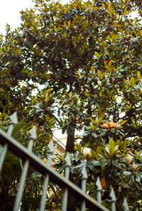 Low angle view of fruits growing on tree