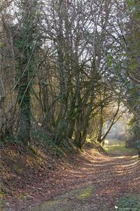Trees growing in forest during autumn