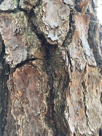 Full frame shot of tree trunk