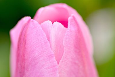 Close-up of pink flower blooming outdoors