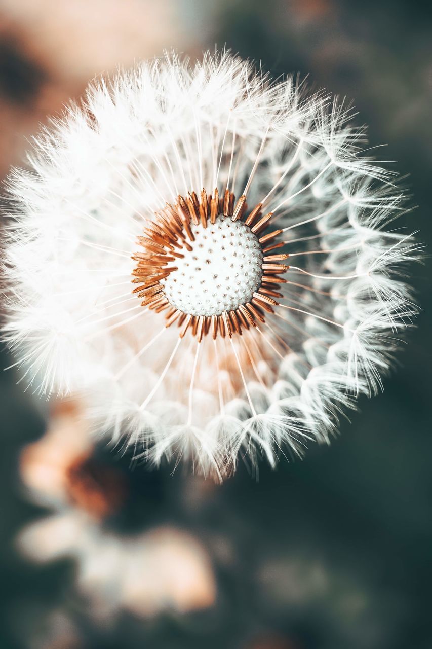 CLOSE-UP OF DANDELION AGAINST WHITE WALL