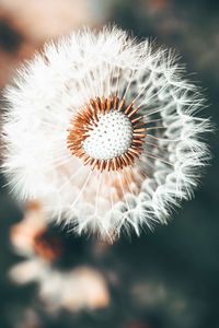 Close-up of dandelion flower