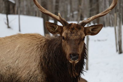 Close-up of deer in snow