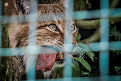 Close-up of a cat