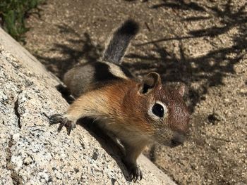 Close up of squirrel in the wilderness 