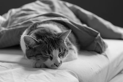 Close-up of cat relaxing on bed