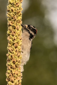 Close-up of bird perching on plant