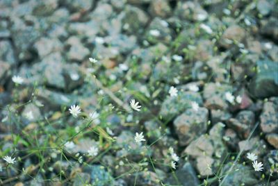 Close up of plant against blurred background