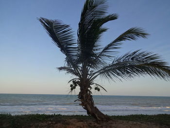 Close-up of tree by sea against sky