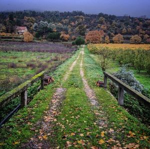 Scenic view of agricultural field against sky