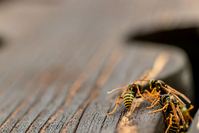 Close-up of insect on wood