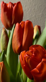 Close-up of red rose