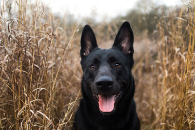 Portrait of dog on field