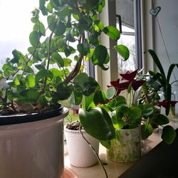 Close-up of potted plant on window at home