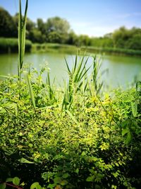 Plants growing by lake