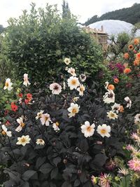 Close-up of flowering plants on field