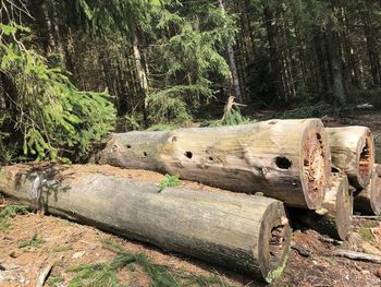 Wooden log in forest