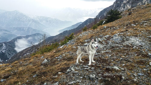 View of dog on mountain