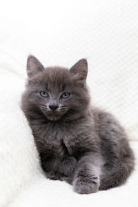 Portrait of a serious gray kitten lying on a white blanket and looking at the camera. pets. 