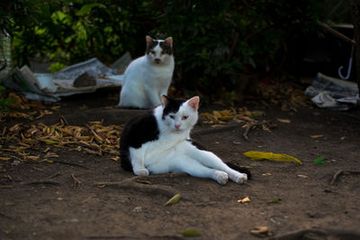 Close-up of cats on walkway