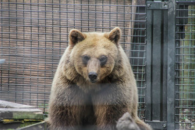 Portrait of an animal in cage at zoo