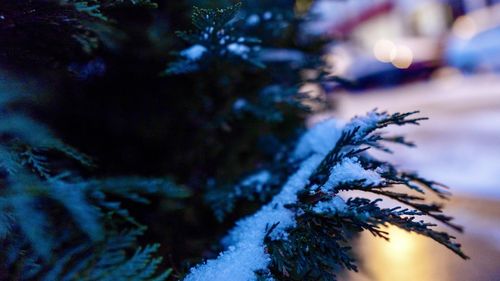 Close-up of frost on tree branch