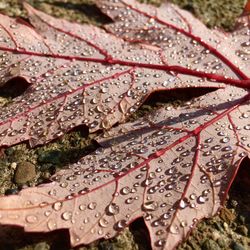 High angle view of raindrops on leaf