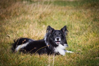 Portrait of dog lying on field