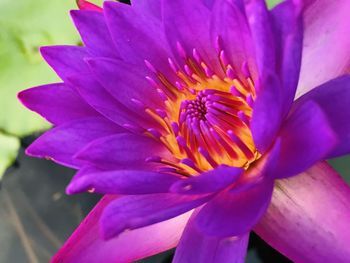 Close-up of purple flowering plant