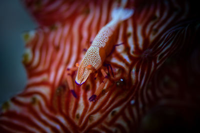 Close-up of fish swimming in sea