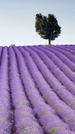 High angle view of lavender field against clear sky