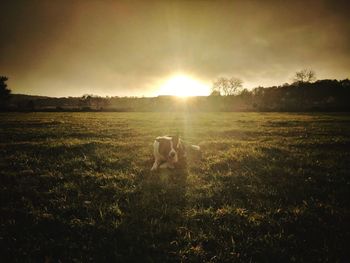Dog on field against sky during sunset