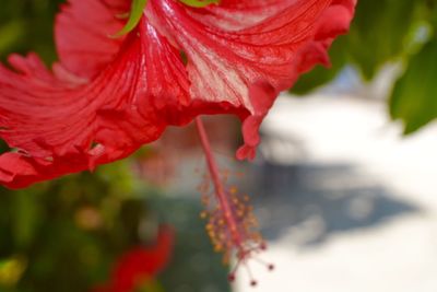 Close-up of red flower